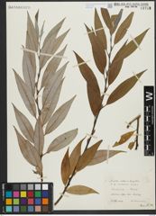 Foto von Salix alba L. x Salix fragilis L.